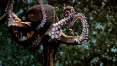 Distributed Intelligence 
(image from The insane biology of the Octopus : https://www.youtube.com/watch?v=mFP_AjJeP-M)