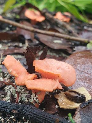 Mycelium matters!